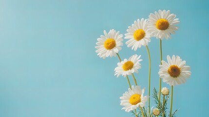 Five daisies on a light blue background.