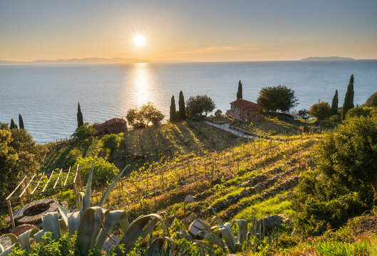 Weing&auml;rten an der Westk&uuml;ste der Insel Elba, Toskana, Italien