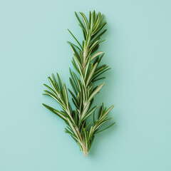 Fototapeta premium rosemary on a pastel green solid background