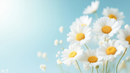 Daisy meadow glowing in sunlight with dreamy blue skies in background