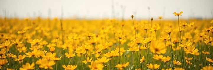 Fototapeta premium Field of golden cosmos flowers with a slight breeze, causing the delicate petals to sway gently, natural beauty, outdoor scene