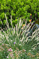 Fototapeta premium Pennisetum macrourum Tail Feathers grows beautifully in the garden.