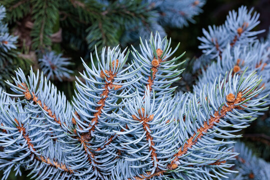Beautiful pungen spruce silvery young leaf.