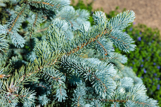 Beautiful pungen spruce silvery young leaf.