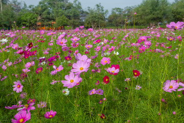 Cosmos field at Jim Thompson Farm Nakhon Ratchasima Thailand including other beautiful flowers and...