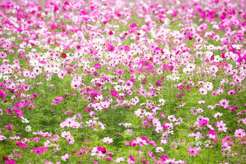 Obraz premium Cosmos field at Jim Thompson Farm Nakhon Ratchasima Thailand including other beautiful flowers and important exhibitions, folk performances, delicious food festival held every year in December.