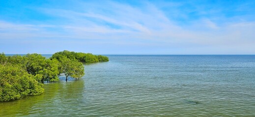 mangrove tree forest beside the sea landsccpe for decoration on nature and  seashore environment.