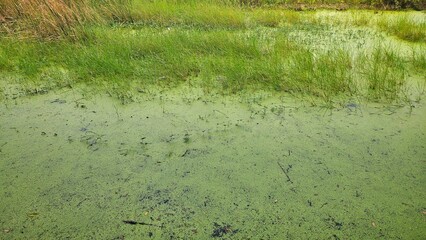 Duckweed float on water with grass in swamp landscape background.