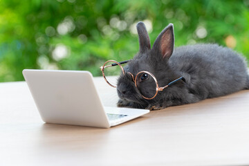Baby bunny infant rabbit wearing eye glasses with laptop sitting on the wood. Lovely baby rabbit...