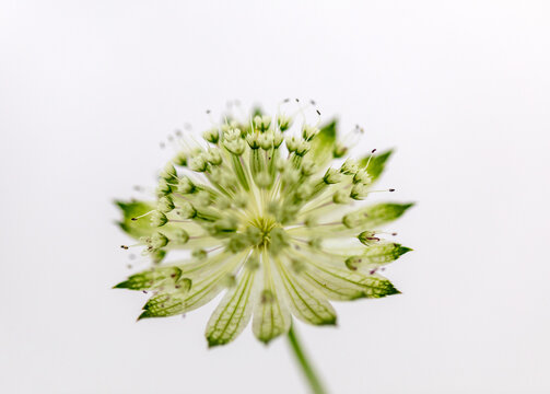 Close up of an astrantia flower in bloom