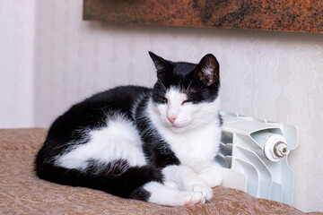 A black and white cat is laying comfortably next to a radiator