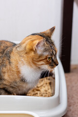 A delightful calico cat is comfortably sitting in a black litter box