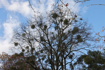 Obraz premium Mistletoe balls growing on a tree, symbol of Christmas holidays