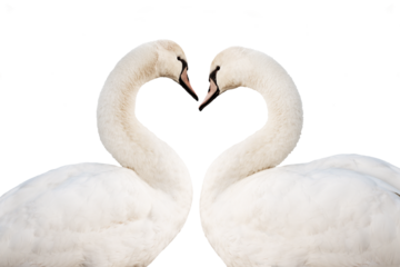 Two swans forming a heart isolated on transparent background, png file, classic love and valentine's day symbol