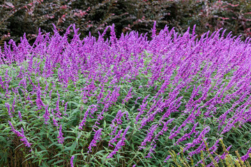 Salvia leucantha flowers in the garden blooming in autumn.