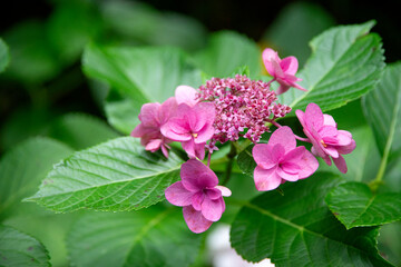 Fototapeta premium アジサイ＿3