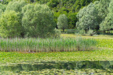 Rijeka Crnojevića, Skadar See, Montenegro