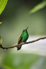 Obraz premium Vibrant green hummingbird on a branch