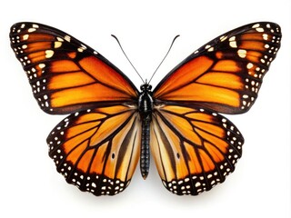 Fototapeta premium Stunning Monarch Butterfly Isolated on White Background - Panoramic Photography of Nature's Beauty