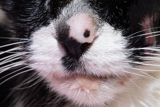 Close-up of cat's nose showing symptoms of feline herpesvirus