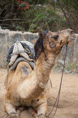 Camel with painted face during desert safari pause, Pushkar, Rajasthan, India, 28 Jan 2025