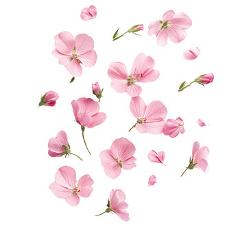 Fototapeta Floating Pink Flowers on transparent Background