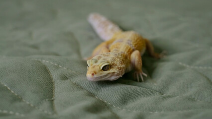 The sharp focus on a gecko's face captures its unique scales and expressive features. This photo...