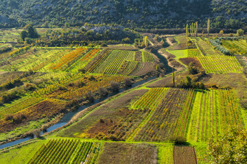 Weingärten bei Vrgorac, Dalmatien, Kroatien