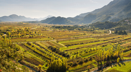 Weingärten bei Vrgorac, Dalmatien, Kroatien