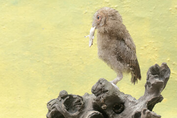 A young Javan scops owl preys on a lizard. This nocturnal bird has the scientific name Otus lempiji.