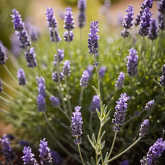 Obraz premium Kräuter - Bienenfreundlicher Lavendel mit prächtigen Blüten
