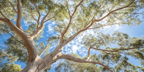Fototapeta premium Majestic large gum tree with branches extending gracefully upwards, showcasing the impressive size and beauty of the large gum tree in its natural surroundings.
