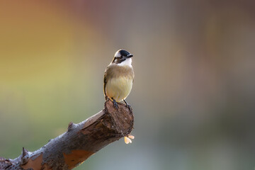 Obraz premium great woodpecker on branch