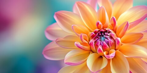 Naklejka premium Summer morning garden flower captured in full bloom, showcasing vibrant colors and natural beauty. This enchanting garden flower epitomizes the essence of summer mornings and the joy of nature.