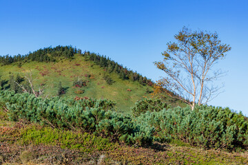 Forest scenery at the southern foot of Mount Kusatsu-Shirane.