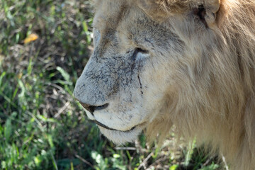 Lion Closeup Serengeti Tanzania - A close-up portrait of a male lion in the Serengeti National Park, Tanzania.
