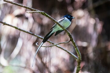 Malagasy Paradise Flycatcher Perched on a Branch