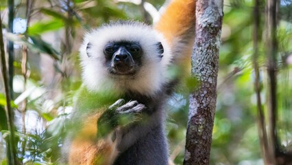 Obraz premium Close-Up of Diademed Sifaka Lemur in Natural Habitat, Andasibe, Madagascar