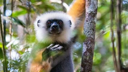 Obraz premium Close-Up of Diademed Sifaka Lemur in Natural Habitat, Andasibe, Madagascar