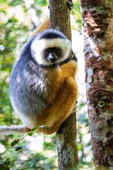 Close-Up of Diademed Sifaka Lemur in Natural Habitat, Andasibe, Madagascar