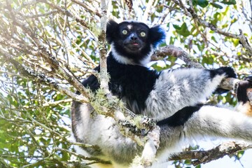 Fototapeta premium Indri Lemur Resting on the Tree in Madagascar Forest Canopy, Andasibe National Park Forest of Madagascar