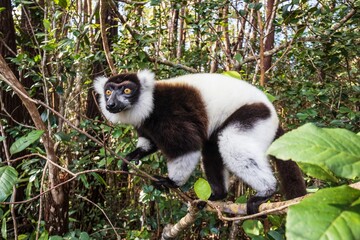 Obraz premium Black-and-White Ruffed Lemur Climbing in Andasibe Forest of Madagascar