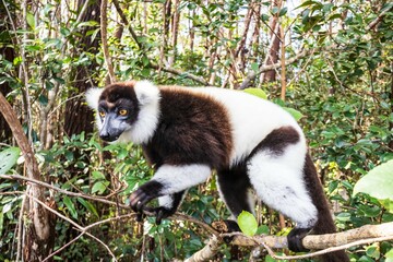 Obraz premium Black-and-White Ruffed Lemur Climbing in Andasibe Forest of Madagascar