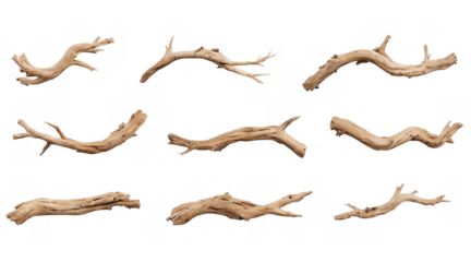 Collection nine different types driftwood branches are of twisted tree