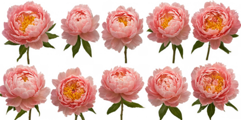 Collection nine different types peonies shades pink peach of soft pastel