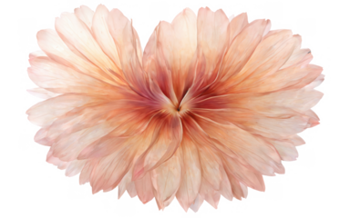 Digital illustration flower shape heart two petals harmonious patterns swirling