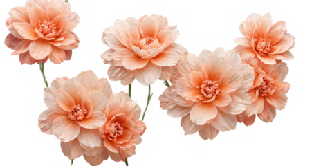 Digital illustration group four pink flowers are combining pastel peach