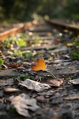 autumn leaves on the ground