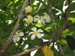  Frangipani blooming on the tree in garden natural. Plumeria flowers 5 white petals, yellow...