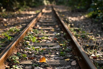 Obraz premium railroad tracks in the forest